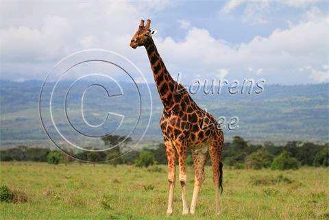Photo: African Big 5 Safaris
